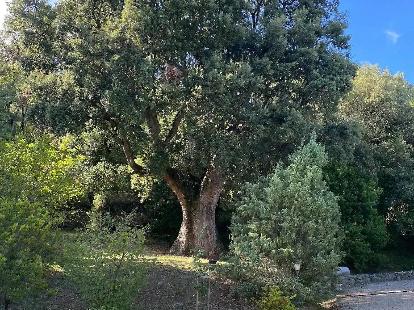 Il Leccione Apartment Chianni